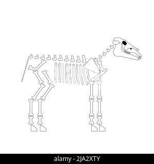 A Skeleton of the Horse, vintage line drawing or engraving illustration ...