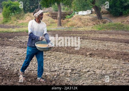 TIKAMGARH, MADHYA PRADESH, INDIA - MAY 14, 2022: Farmer spreading wheat seeds with her hands in the field. Stock Photo