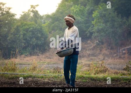 TIKAMGARH, MADHYA PRADESH, INDIA - MAY 14, 2022: Farmer spreading wheat seeds with her hands in the field. Stock Photo