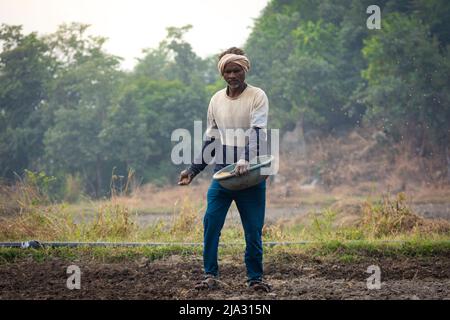 TIKAMGARH, MADHYA PRADESH, INDIA - MAY 14, 2022: Farmer spreading wheat seeds with her hands in the field. Stock Photo