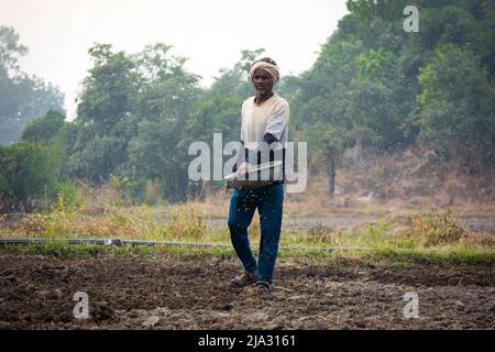 TIKAMGARH, MADHYA PRADESH, INDIA - MAY 14, 2022: Farmer spreading wheat seeds with her hands in the field. Stock Photo
