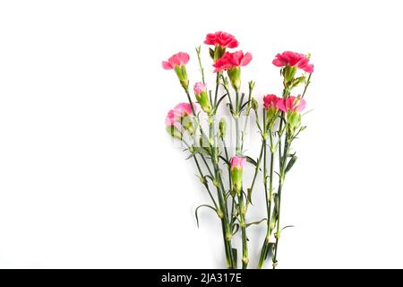 Branch pink carnation flowers isolated on white background Stock Photo