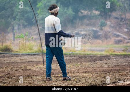 TIKAMGARH, MADHYA PRADESH, INDIA - MAY 14, 2022: Farmer spreading wheat seeds with her hands in the field. Stock Photo