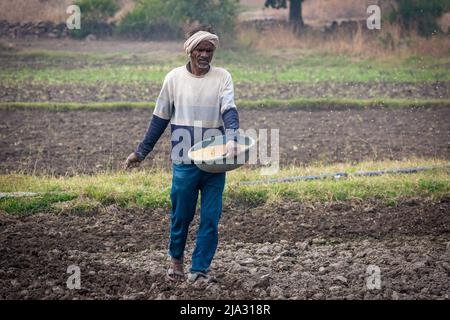 TIKAMGARH, MADHYA PRADESH, INDIA - MAY 14, 2022: Farmer spreading wheat seeds with her hands in the field. Stock Photo