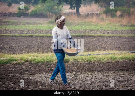 TIKAMGARH, MADHYA PRADESH, INDIA - MAY 14, 2022: Farmer spreading wheat seeds with her hands in the field. Stock Photo