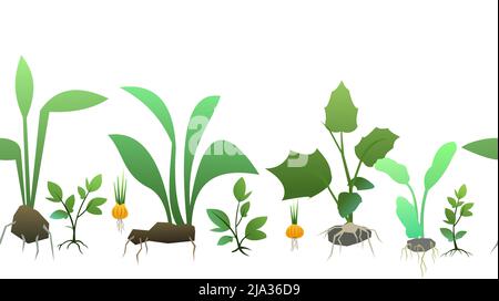 Seedling garden plants with roots. Sowing agricultural material. Bottom seamless horizontal composition border. Vector. Stock Vector