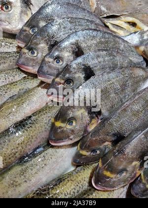 Variety of sea fishes on the counter in a greek fish shop. Stock Photo