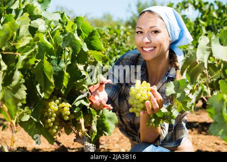 Young cheerful female picking ripe grapes on vineyard