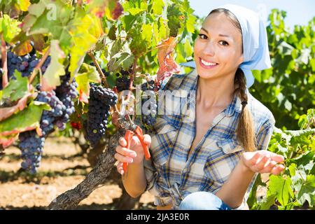 Young friendly female picking ripe grapes on vineyard