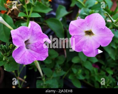 Petunia is a genus of 20 species of flowering plants of South American origin. Flowers Petunia Axillaris - Purple Petunia is one of them. The popular fl Stock Photo