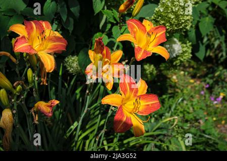 Orange Daylily (Hemerocallis fulva) flowering in a garden. Stock Photo