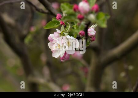 Beautiful white and pink apple blossoms Stock Photo