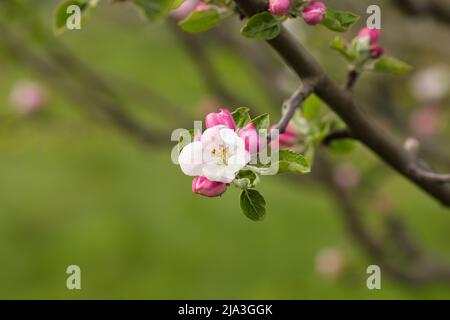 Beautiful white and pink apple blossom in early spring sunlight Stock Photo