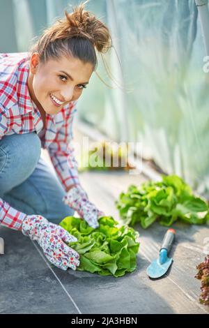 Young woman gardener working in greenhouse with lettuce Stock Photo