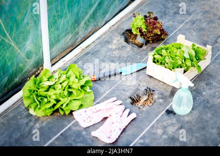 Tools and lettuce in greenhouse during work Stock Photo
