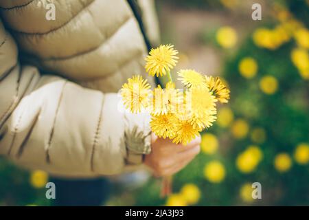 Child boy hands holding bouquet of yellow dandelions. Summer outdoor lifestyle authentic moment Stock Photo