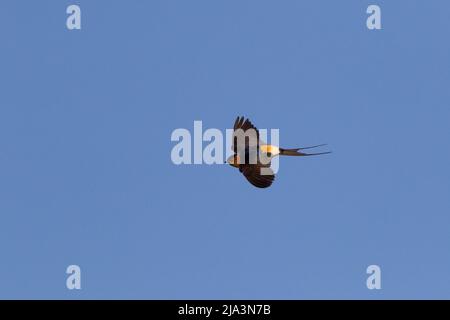 Red Rumped Swallow in flight with Copy Space Stock Photo