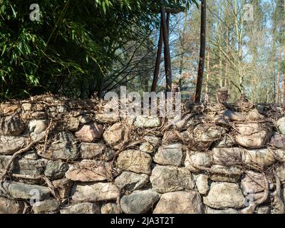 Old stone fence overgrown with loach Stock Photo