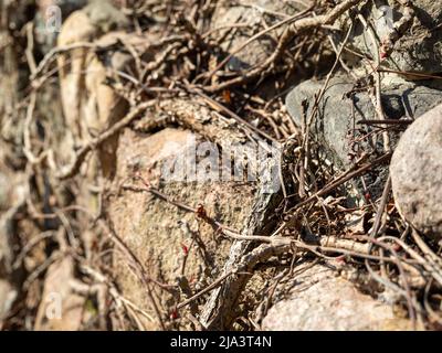 Old stone fence overgrown with loach Stock Photo