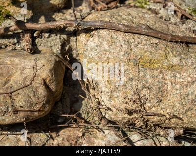 Old stone fence overgrown with loach Stock Photo