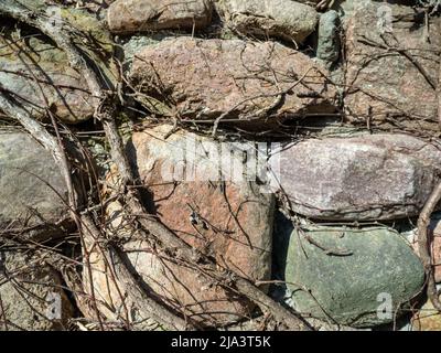 Old stone fence overgrown with loach Stock Photo