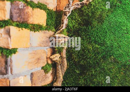 Brick wall in the eco-friendly office, decorated with stabilized moss, driftwood, ferns Stock Photo