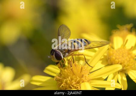 Closeup of a hover fly (Syrphus ribesii) feeding on flowers. Taken at Nose's Point, Seaham, County Durham, UK Stock Photo