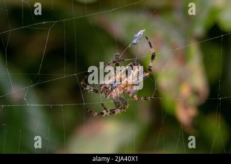 Help meee! A large garden spider (Araneus diadematus) adds an unfortunate fly to its larder. Taken at Joe's Pond nature reserve near Rainton. Stock Photo