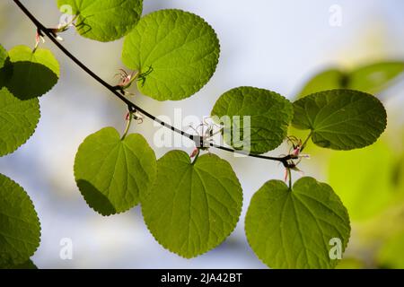Cercidiphyllum magnificum, the large-leaf katsura or magnificent katsura tree. First green leaves  on a branch in early spring Stock Photo