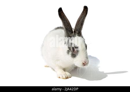 White rabbit with gray ears close-up, isolated on a white background Stock Photo