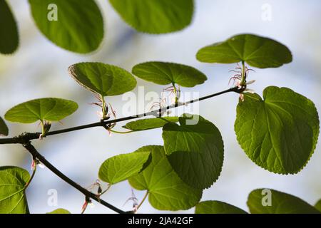 Cercidiphyllum magnificum, the large-leaf katsura or magnificent katsura tree. First green leaves  on a branch in spring Stock Photo