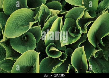 Creative layout made of green leaves. Flat lay. Nature concept Stock Photo