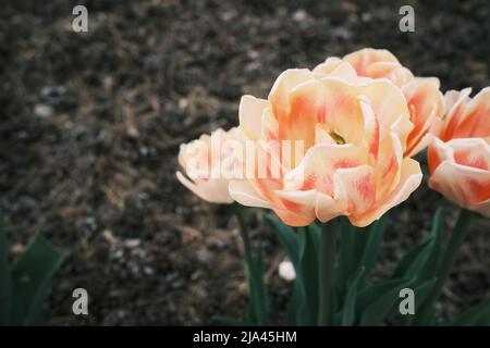 Flower garden, a bunch of oranges tulips sitting on top of a flower Stock Photo