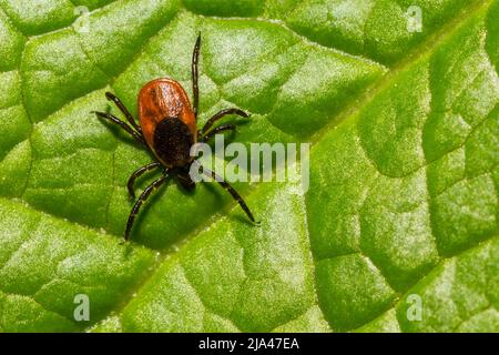 Blacklegged or Deer Tick - Ixodes scapularis Stock Photo