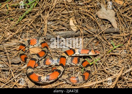 Scarlet Snake - Cemophora coccinea Stock Photo