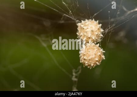 Southern Black Widow Spider Eggs - Latrodectus mactans Stock Photo - Alamy