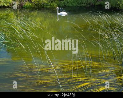 An abstract image of water reeds and a solitary swan on Abbey Stream, a small but beautiful tributary of the Thames by Abingdon, just as it joins the Stock Photo