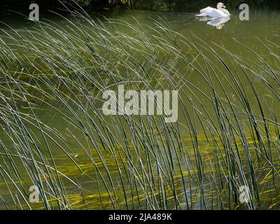 An abstract image of water reeds and a solitary swan on Abbey Stream, a small but beautiful tributary of the Thames by Abingdon, just as it joins the Stock Photo