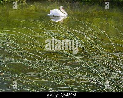 An abstract image of water reeds and a solitary swan on Abbey Stream, a small but beautiful tributary of the Thames by Abingdon, just as it joins the Stock Photo