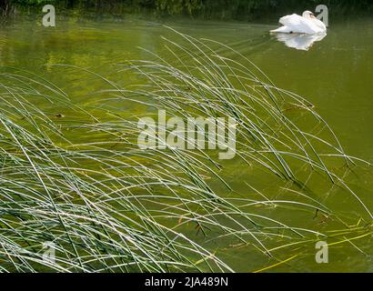 An abstract image of water reeds and a solitary swan on Abbey Stream, a small but beautiful tributary of the Thames by Abingdon, just as it joins the Stock Photo