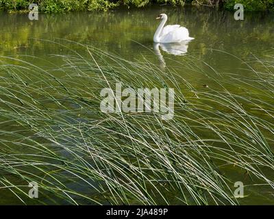 An abstract image of water reeds and a solitary swan on Abbey Stream, a small but beautiful tributary of the Thames by Abingdon, just as it joins the Stock Photo