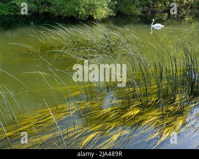 An abstract image of water reeds and a solitary swan on Abbey Stream, a small but beautiful tributary of the Thames by Abingdon, just as it joins the Stock Photo