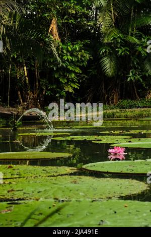Victoria amazonica flower, the largest of the water lily family Nymphaeaceae, in a pond at Museu da Amazônia - MUSA, in Manaus, Brazil Stock Photo