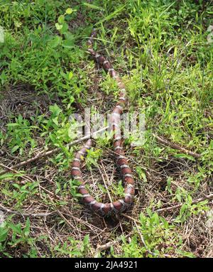 A Wild Eastern Milk Snake in a Patch of Grass Stock Photo