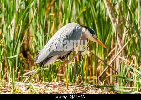 Dunmanway, West Cork, Ireland. 27th May, 2022. On a warm and sunny day in West Cork, a Heron guards its nest in Dunmanway Lake. Credit: AG News/Alamy Live News Stock Photo