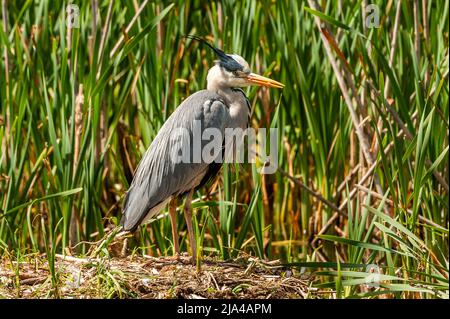 Dunmanway, West Cork, Ireland. 27th May, 2022. On a warm and sunny day in West Cork, a Heron guards its nest in Dunmanway Lake. Credit: AG News/Alamy Live News Stock Photo