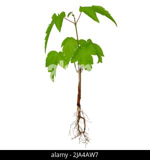 Young maple tree with roots, isolated on white background. Stock Photo