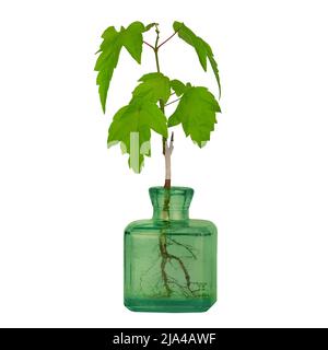 Young maple tree with roots in green bottle, isolated on white background. Stock Photo