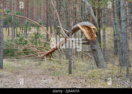 Big broken pine tree in the forest after the hurricane. Stock Photo