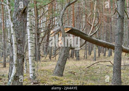 Big broken pine tree in the forest after the hurricane. Stock Photo